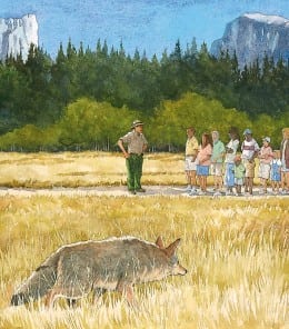 Ginger Wadsworth COYOTE IN MEADOW