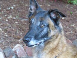 Trouble Dog Pepin